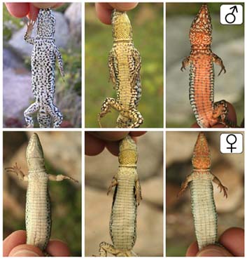 Specimems of lizard ‘Podarcis muralis’